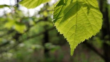 Taze, yeşil bir yaprak, daldaki güneş ışınlarında parlıyor.