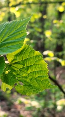 Taze, yeşil bir yaprak, daldaki güneş ışınlarında parlıyor.
