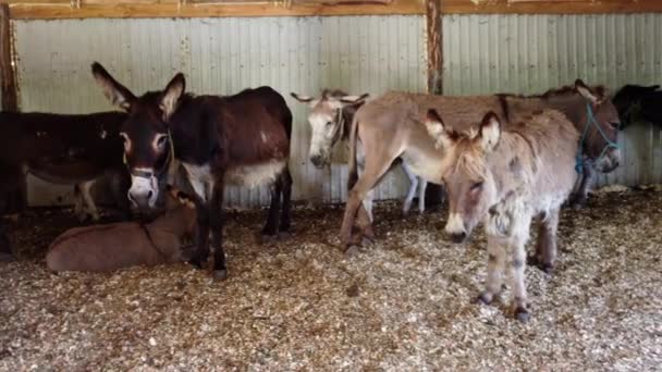 Herd of donkeys stand inside paddock. Many donkeys at donkey farm. — Vídeos de Stock