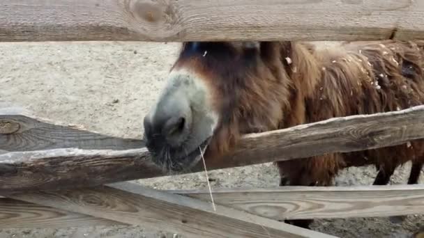 One donkeys stand behind a corral fence at a donkey farm. — Vídeos de Stock