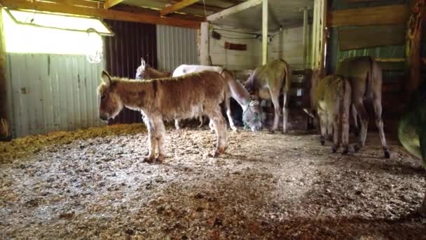 En flock åsnor står i hagen. Många åsnor på åsnegården. — Stockvideo