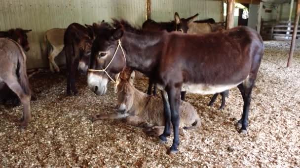Herd of donkeys stand inside paddock. Many donkeys at donkey farm. — Stockvideo