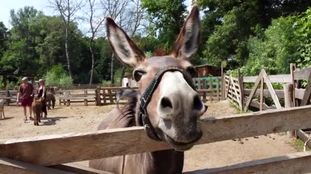 Un âne se tient derrière une clôture de corral dans une ferme d'ânes. — Video