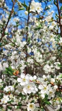 Yeşil yapraklı beyaz kiraz çiçekleri ve tomurcukları..