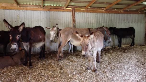 Herd of donkeys stand inside paddock. Many donkeys at donkey farm. — Video