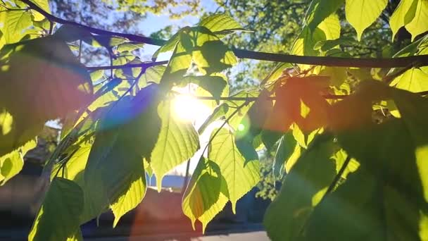 The sun shines through fresh bright green leaves on a spring sunny morning. — Vídeo de Stock