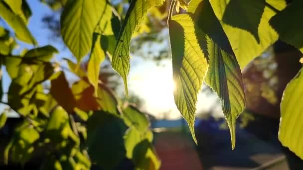 The sun shines through fresh bright green leaves on a spring sunny morning. — Vídeo de Stock