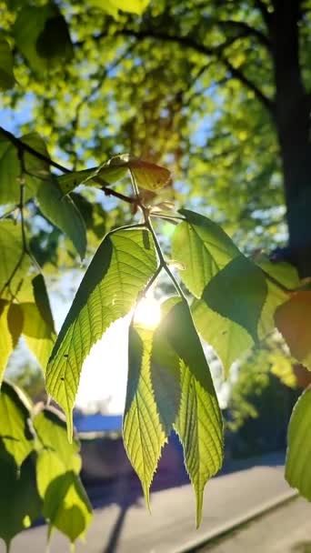 ดวงอาทิตย์ส่องแสงผ่านใบไม้สีเขียวสดใสในเช้าฤดูใบไม้ผลิที่มีแดด . — วีดีโอสต็อก