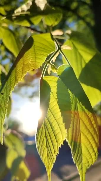 Le soleil brille à travers des feuilles vertes vives fraîches par une matinée ensoleillée de printemps. — Video