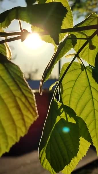 The sun shines through fresh bright green leaves on a spring sunny morning. — Vídeo de Stock
