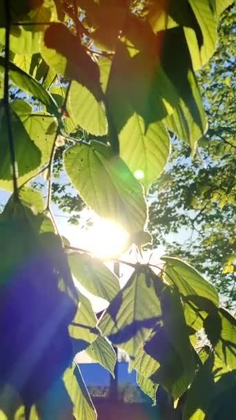 El sol brilla a través de hojas verdes brillantes frescas en una mañana soleada de primavera. — Vídeos de Stock