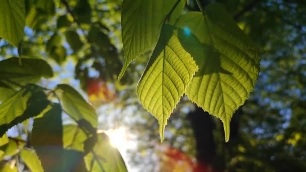 The sun shines through fresh bright green leaves on a spring sunny morning. — Vídeo de Stock