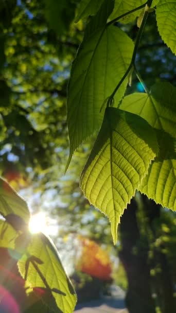 The sun shines through fresh bright green leaves on a spring sunny morning. — Stok video