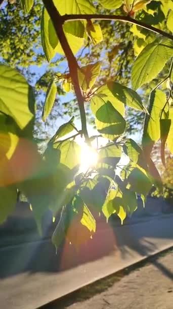ดวงอาทิตย์ส่องแสงผ่านใบไม้สีเขียวสดใสในเช้าฤดูใบไม้ผลิที่มีแดด . — วีดีโอสต็อก