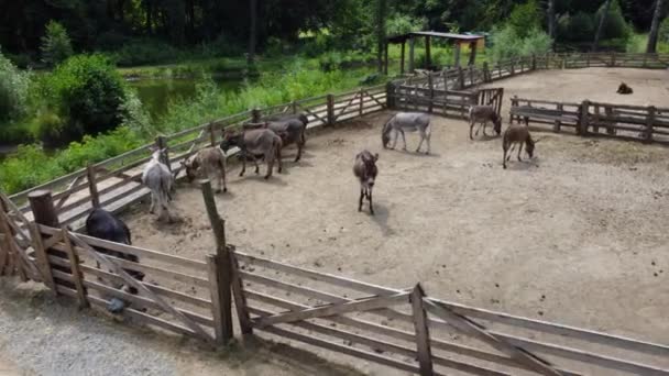Donkey farm. Aerial drone view flight over many donkeys in corral on donkey — Vídeos de Stock