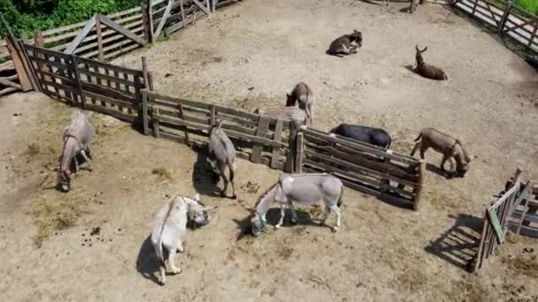Farma osłów. Aerial drone widok lotu nad wieloma osłami w zagrodzie na osiołku — Wideo stockowe