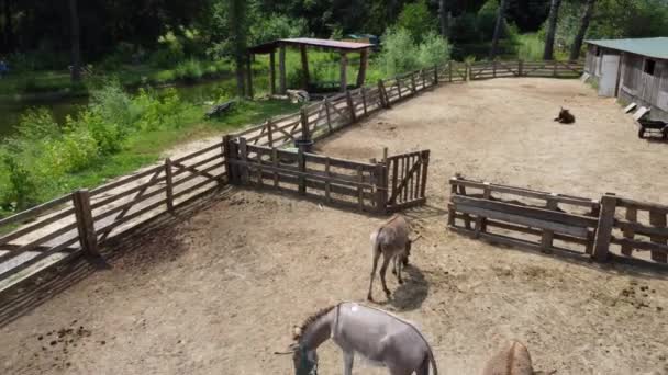 Donkey farm. Aerial drone view flight over many donkeys in corral on donkey — Video Stock