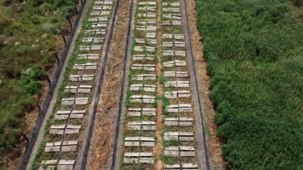 Une ferme d'escargots. Panneaux de vue du dessus sur lesquels poussent les escargots dans une ferme d'escargots à l'extérieur — Video