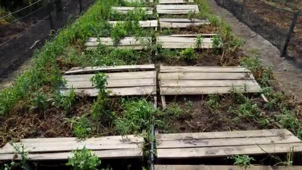 Snail farm. Boards on which snails grow on a snail farm outdoors — Stock video