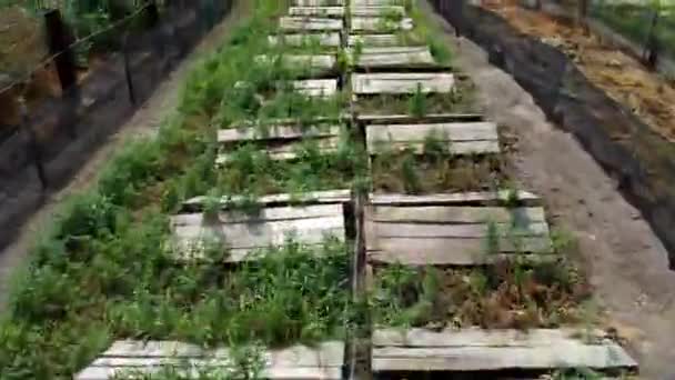 Snail farm. Boards on which snails grow on a snail farm outdoors — Stockvideo