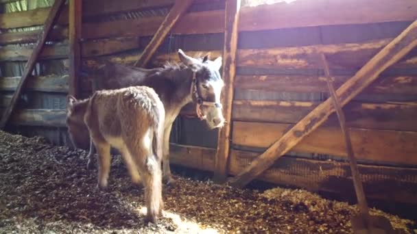 Adult donkey mother with young foal are standing in the barn. — Stock video