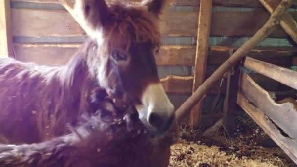 Adult donkey mother with young foal standing in barn. — ストック動画
