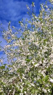 Yeşil yapraklı beyaz kiraz çiçekleri ve tomurcukları..