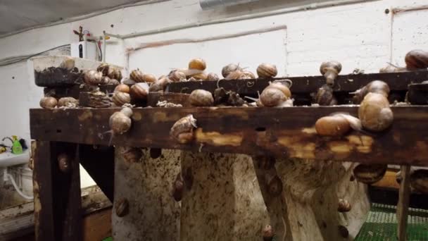 蜗牛养殖。肉汤，母猪特写。供繁殖用的溴种群 — 图库视频影像