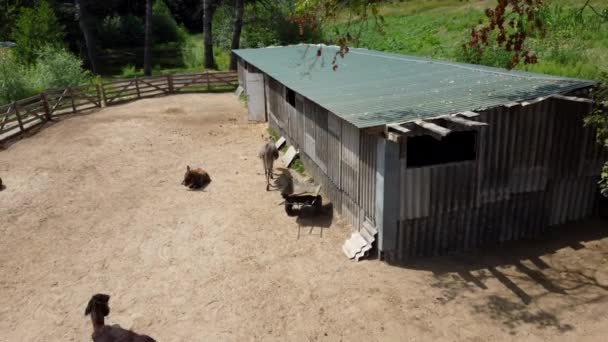 Donkey farm. Aerial drone view flight over many donkeys standing and lying, — Stockvideo