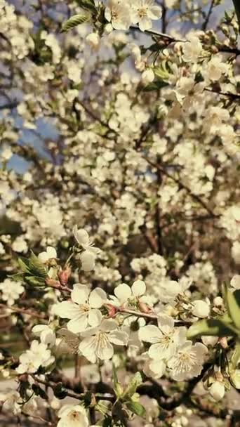 Fleurs et bourgeons de cerisier à fleurs blanches sur une branche aux feuilles vertes gros plan. — Video