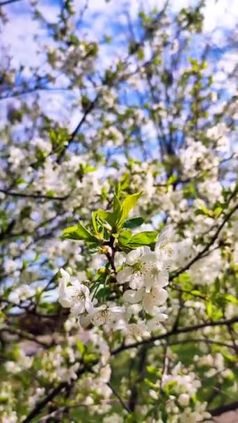 White blooming cherry flowers and buds on branch with green leaves close-up. — Stock Video