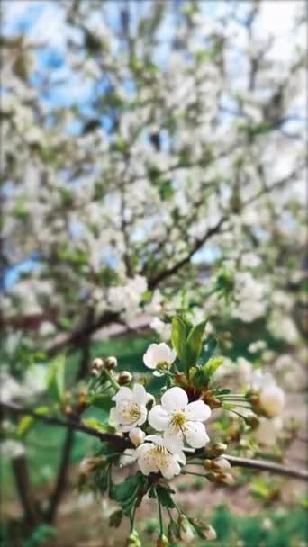 White blooming cherry flowers and buds on branch with green leaves close-up. — стоковое видео