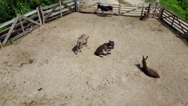 Donkey farm. Aerial drone view over many donkeys standing and lying in corral — Vídeo de stock