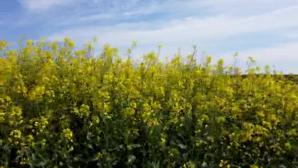 Las flores de colza se acercan. Colza floreciente de color amarillo brillante que crece en los campos — Vídeos de Stock