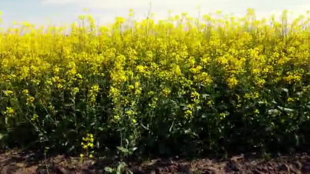 Rapsfröblommor på nära håll. Ljusgul blommande raps som växer på fälten — Stockvideo