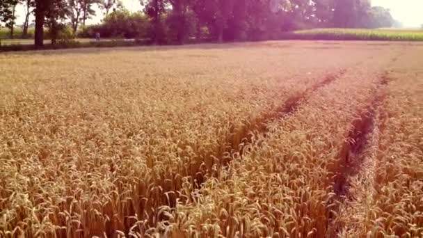 Lot dronem powietrznym nad kłosami pszenicy z dojrzałymi ziarnami na polu — Wideo stockowe