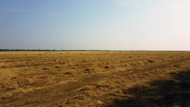 Száraz sárga nyírt szalma sorai a búzából a mezőn hevernek a napsütéses napon.. — Stock videók
