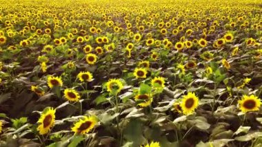 Güneşin altında parıldayan ayçiçeğinin üzerinde uçan güzel manzara..