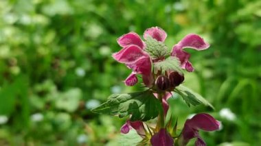 Yeşil yapraklı kırmızı-pembe yabani çiçek. Arka planda bulanık yeşil.