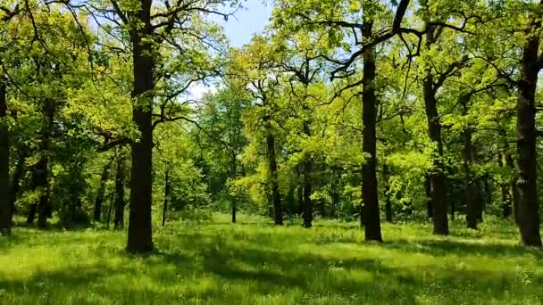 Many oak trees with bright fresh leaves grow in a clearing in the forest — Stock Video