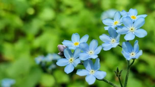 Голубые забывчивые дикие цветки крупным планом на фоне размытой зелени — стоковое видео