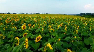 Ayçiçeği tarlası. Ayçiçeği tarlasının üzerinde alçaktan uçuyor. Çiçek açan ayçiçeği