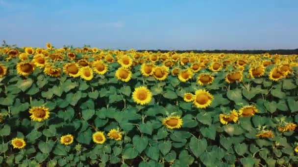 Campo di girasole. Volare basso su un campo di girasoli. — Video Stock