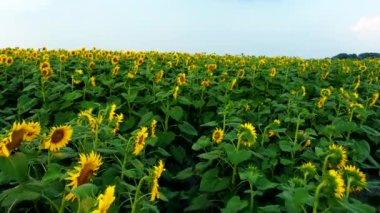 Ayçiçeği tarlası. Ayçiçeği tarlasının üzerinde alçaktan uçuyor. Çiçek açan ayçiçeği