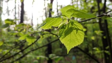 Taze, yeşil bir yaprak, daldaki güneş ışınlarında parlıyor.