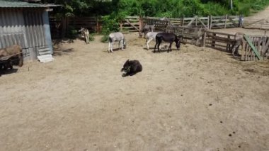 Eşek çiftliği. Ahırda duran ve yatan birçok eşekten hava aracı görüntüsü
