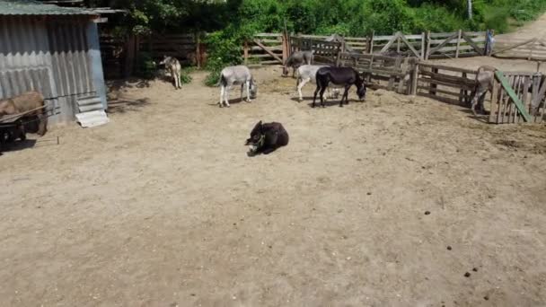 Donkey farm. Aerial drone view over many donkeys standing and lying in corral — Stock video
