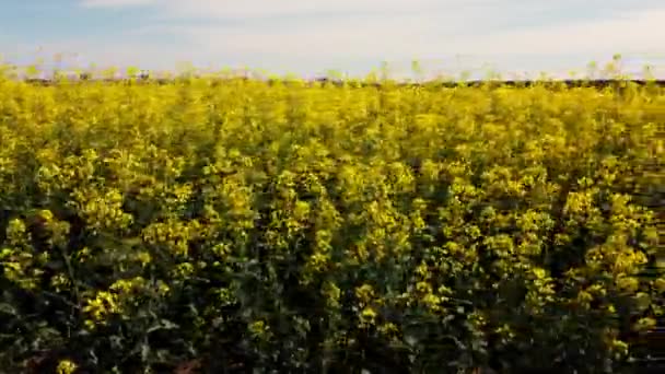 Rapsfröblommor på nära håll. Ljusgul blommande raps som växer på fälten — Stockvideo