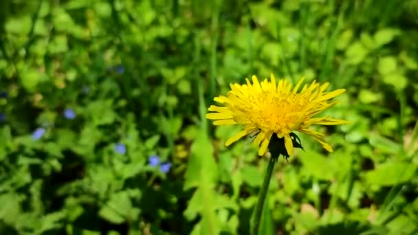Žlutá pampeliška divoký květ zblízka na pozadí rozmazané zelené — Stock video