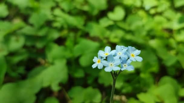 Blue forget-me-nots flor silvestre primer plano sobre un fondo de verde borroso — Vídeos de Stock